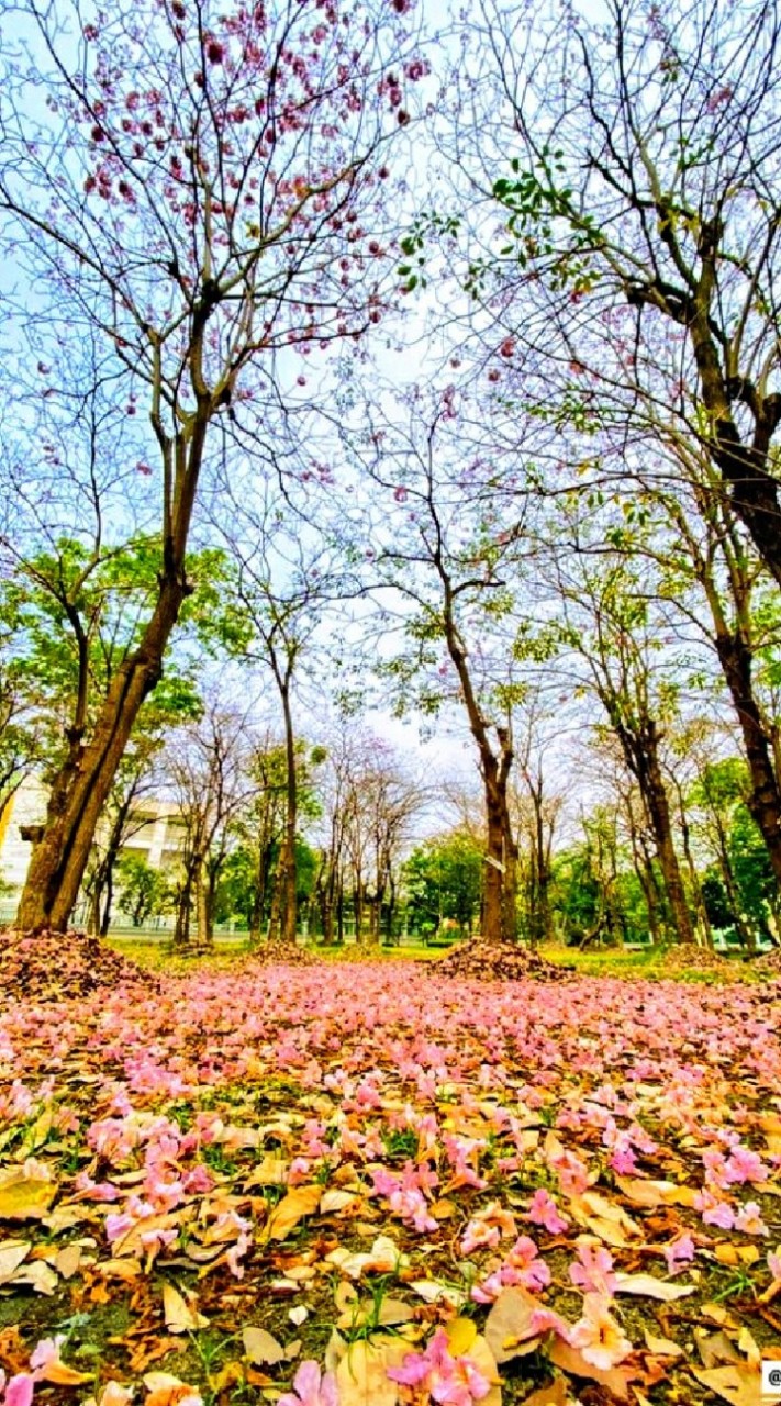 สวนเจ็ดของเราのオープンチャット