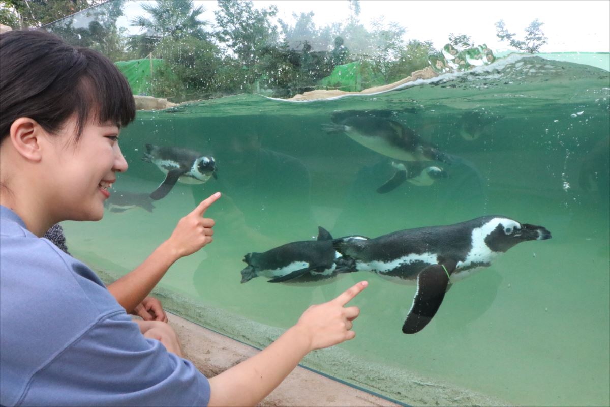 神戶動物王國 企鵝超人氣