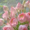 感恩師父幫幫忙
