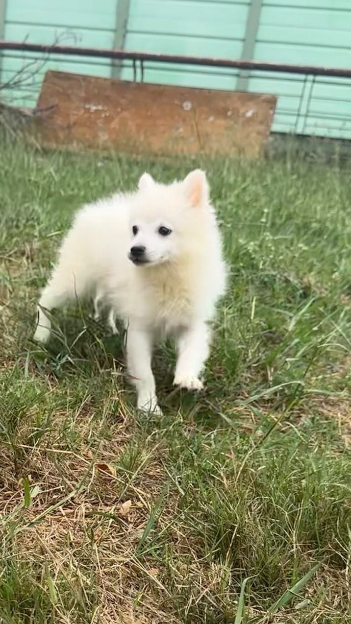 甜甜價 優質品種犬 幼犬