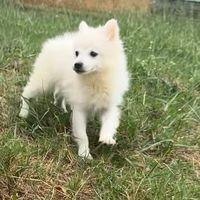甜甜價 優質品種犬 幼犬