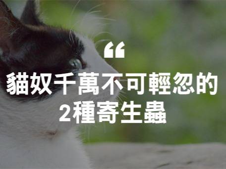 貓奴千萬不可輕忽的2種寄生蟲 哈寵誌 Line Today