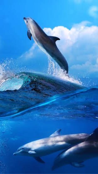 ทีมโลมา Dolphin