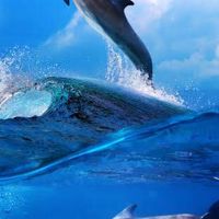 ทีมโลมา Dolphin