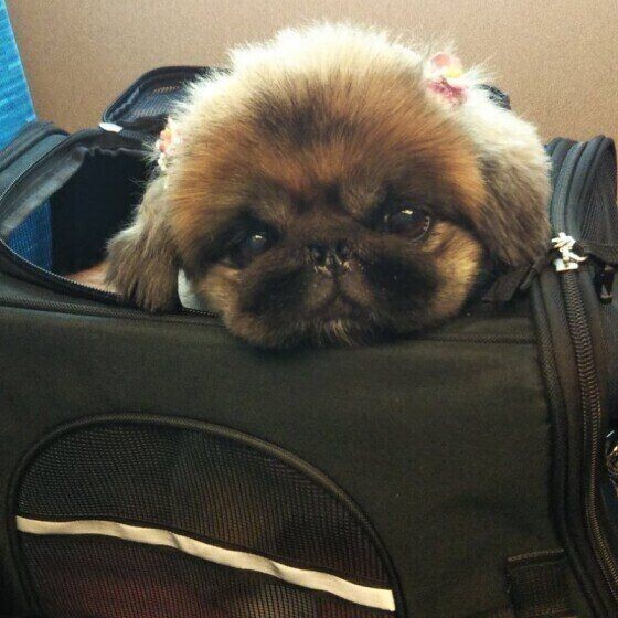 犬がおなかを見せてくる 考えられる4つの心理