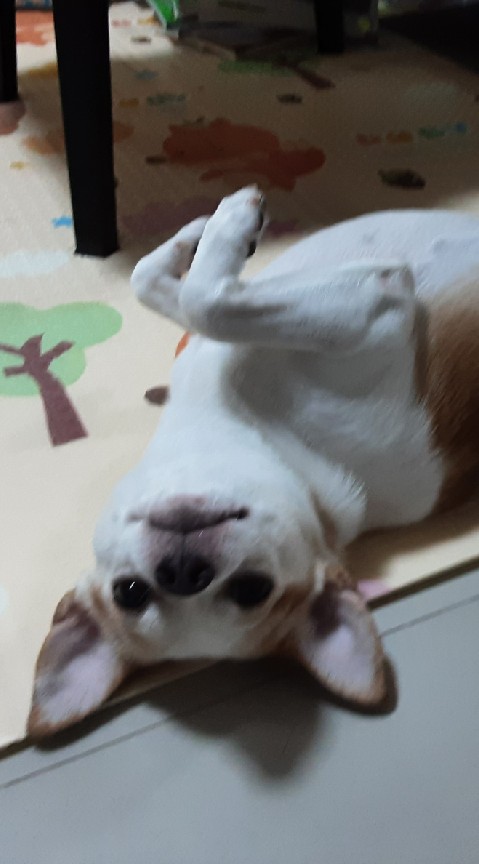 คนรักหมา