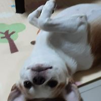 คนรักหมา