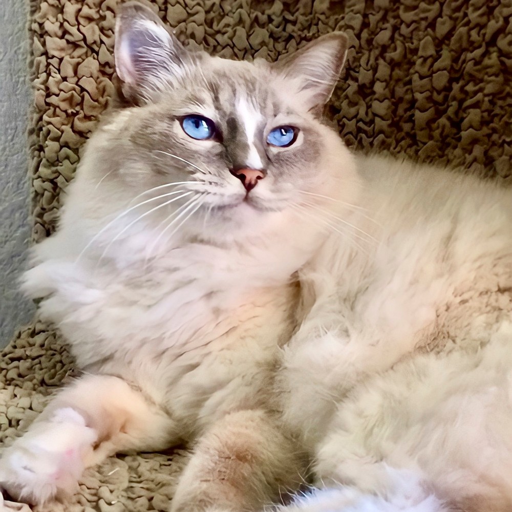 実は目が見えません…もふもふラグドール猫さまの不思議な力（ananweb）