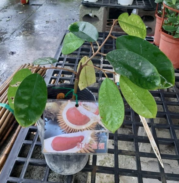 花花世界_水果苗--紅仕榴槤，肉色深紅--味道極佳/屬中小型果/高30公分/Tm