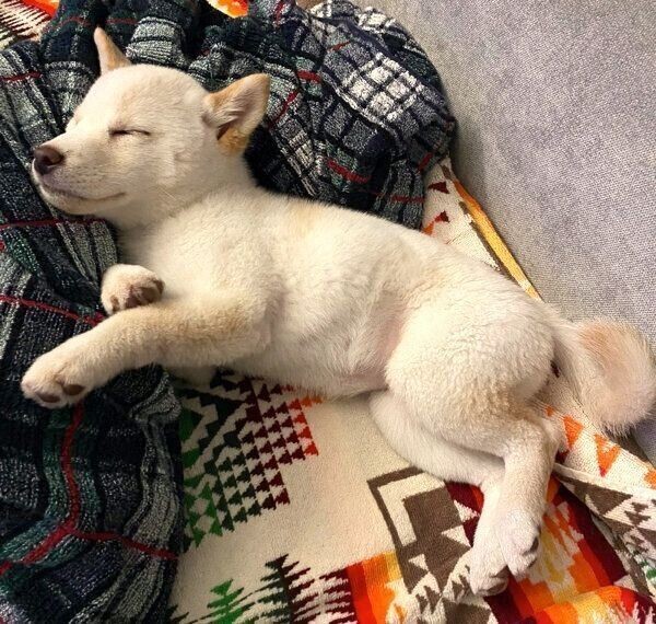 直らない 噛みグセ は飼い主さんの対応に原因が いぬのきもちnews