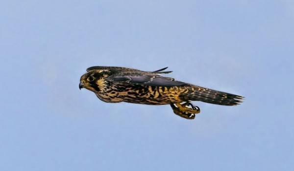 6 Burung Paling Jago Terbang Mulai Yang Cepat Hingga Paling