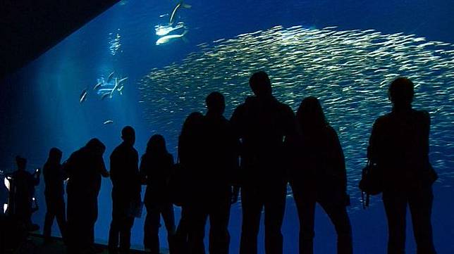 Bisa Bermalam Di Sini Potret Cantik Monterey Bay Aquarium