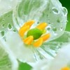 30代40代50代🌻スケルトンフラワー🪻