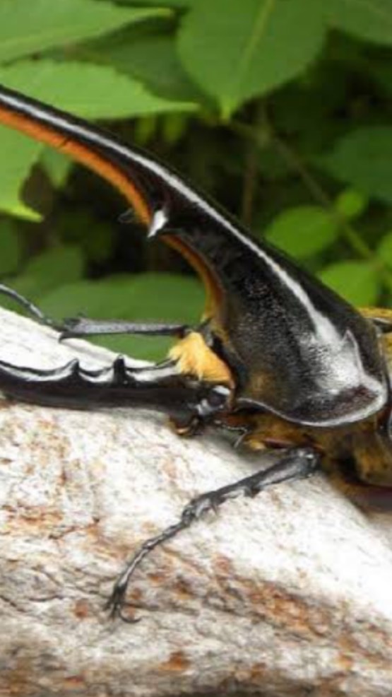 OpenChat Lucanidae&Beetle カブトムシ、クワガタ　飼育&採集