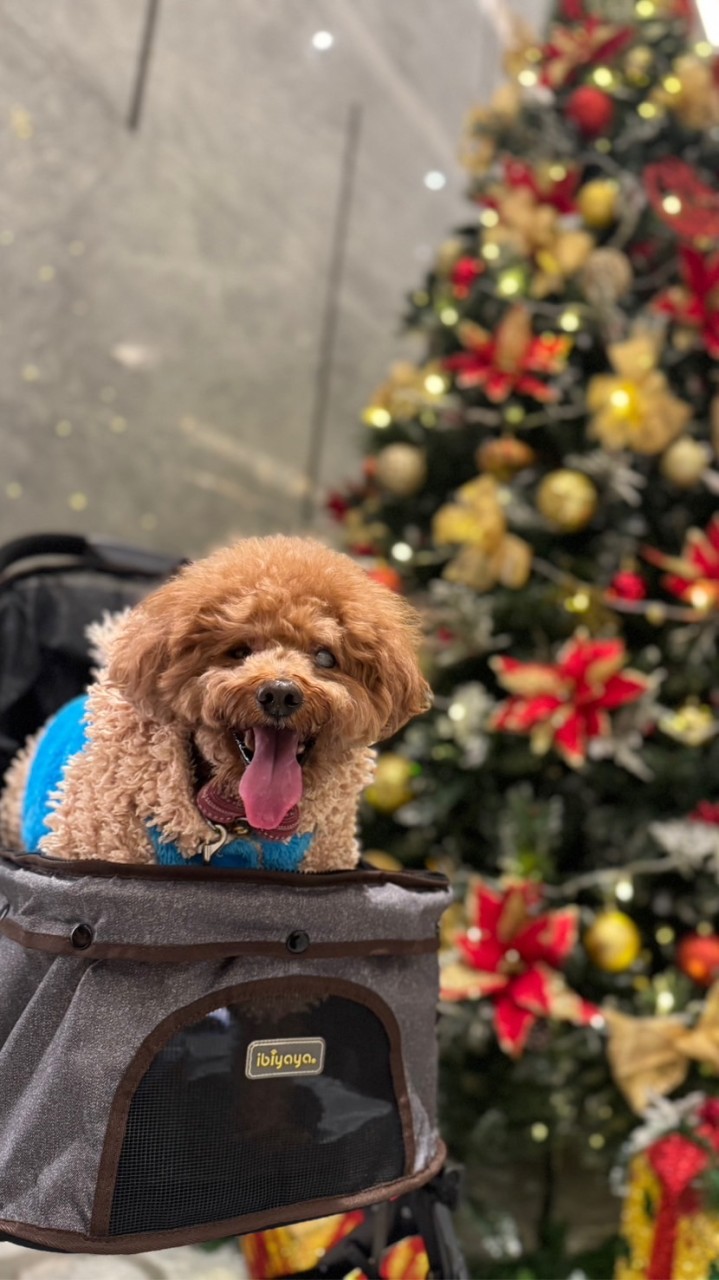 🐶茶茶嘰咕嘰咕🥰