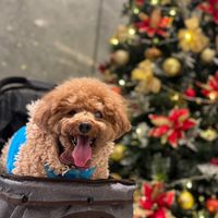 🐶茶茶嘰咕嘰咕🥰