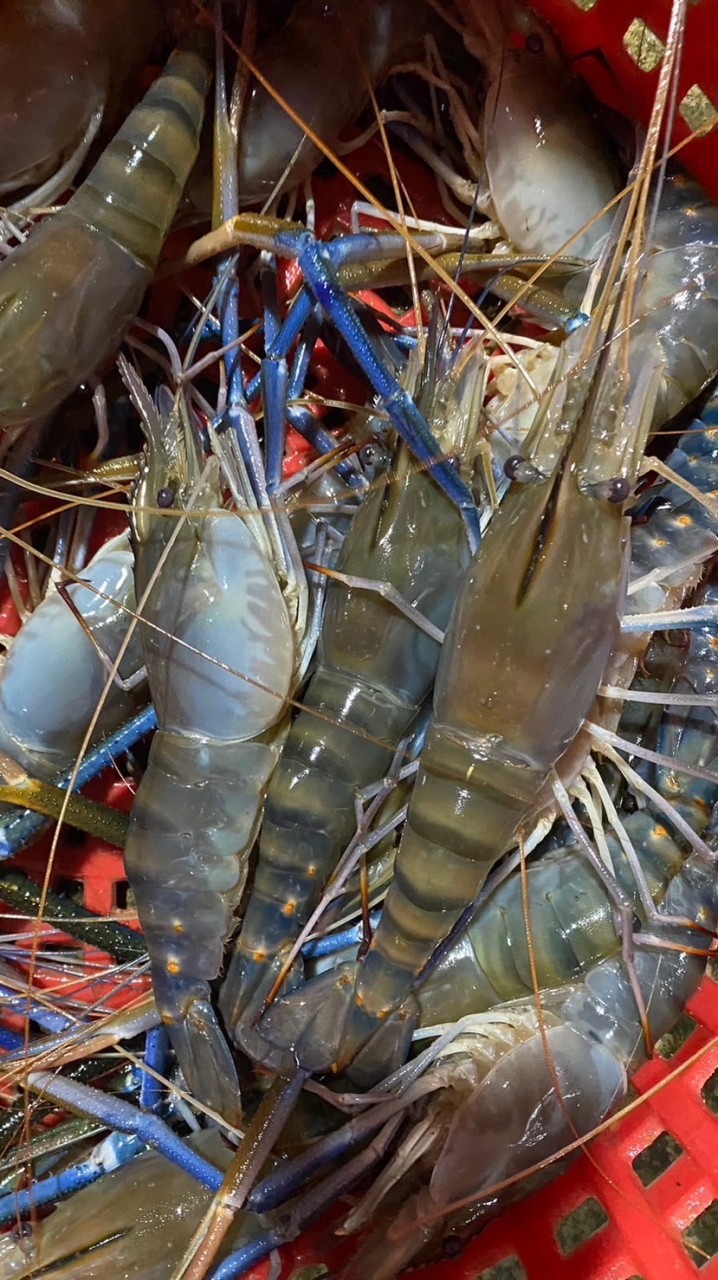 กุ้งสดจากบ่อ เฮียกอล์ฟ