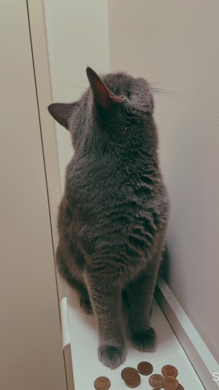 貓找泥