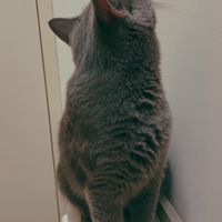 貓找泥
