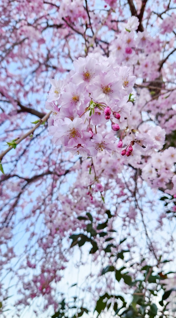 2/11歌仙清光🌸併せ