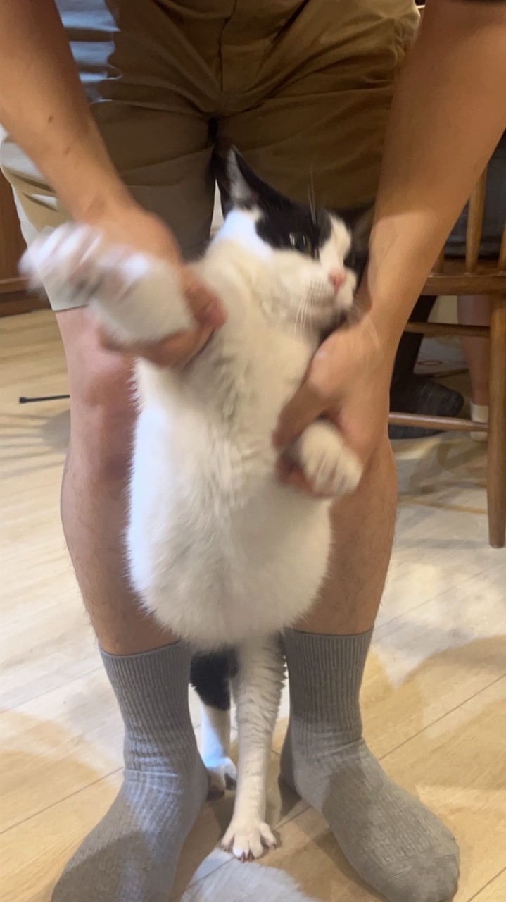 日日和貓吧