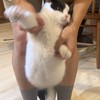 日日和貓吧