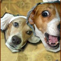 就愛米格魯 Love beagle