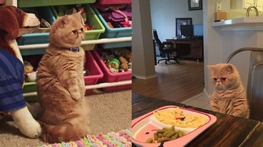 總喜歡用兩隻腳站立的貓咪 奇妙氛圍讓牠全球爆紅！