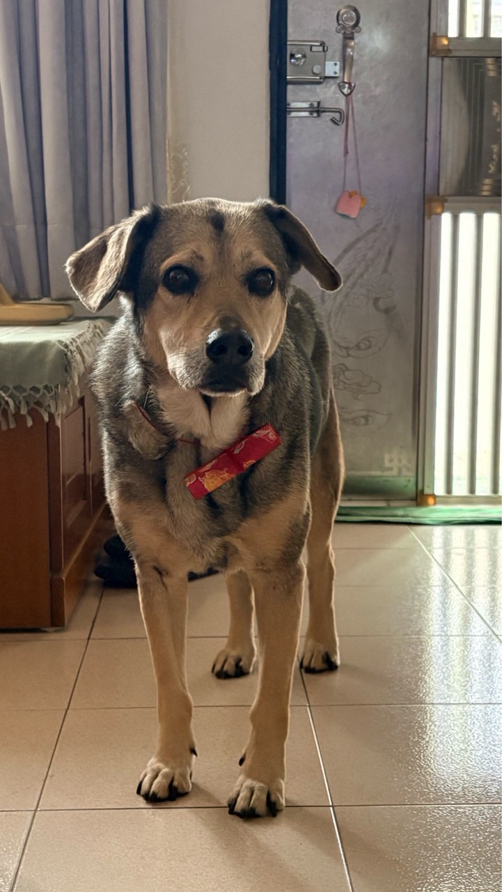 大一體育：體適能與健康/排球