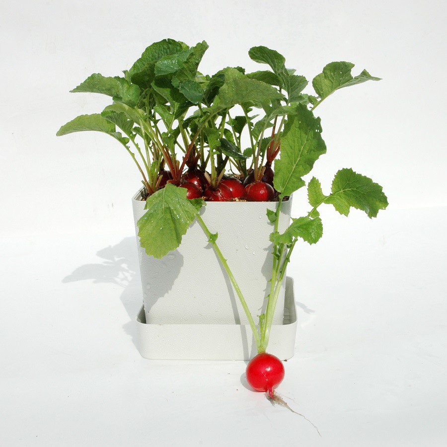 【iPlant】小農場系列 櫻桃蘿蔔