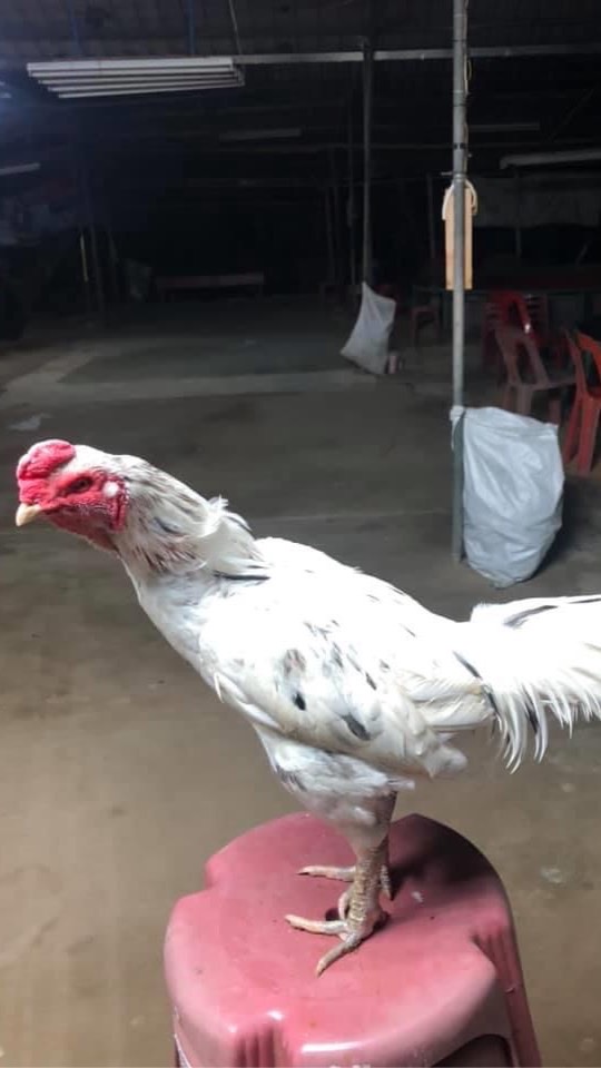 ซุ้มไก่ชนเพชร สิงขร