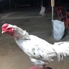 ซุ้มไก่ชนเพชร สิงขร