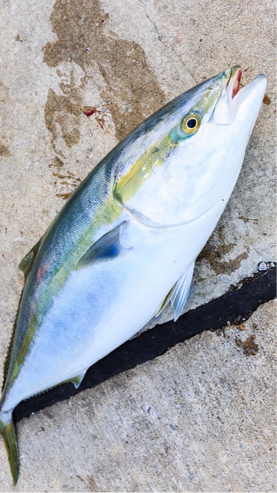 【北海道】ショアジギング北海道！【青物釣り】