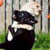 キングダム頂天。アトシュとその仲間たち