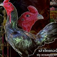 ตระกูลศิลป์ฟาร์ม