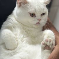 【喵購】貓貓好物購🐱