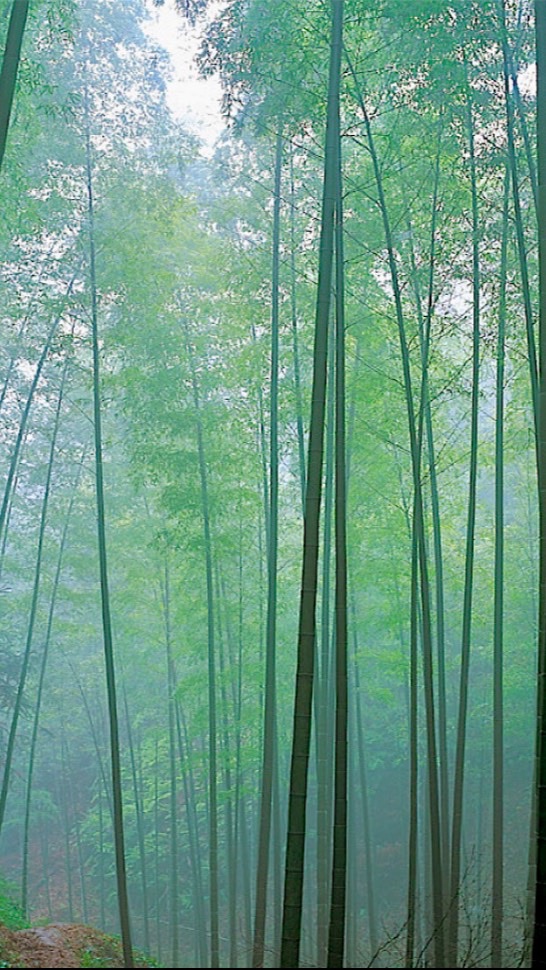 陽竹林會刊分享社群