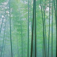 陽竹林會刊分享社群