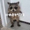 庭を育てる アプデごとに配布！