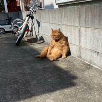 不登校・通信いつめん募集