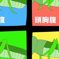 【Project】夢見るウーパールーパー