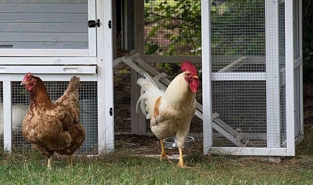 Cara Membuat Kandang Ayam Sederhana Mudah Banget Pintarpet Line Today