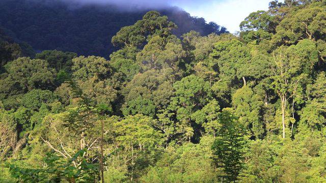 Bikin Heboh Jagat Maya, Ini Legenda Manusia Kerdil di Hutan Indonesia