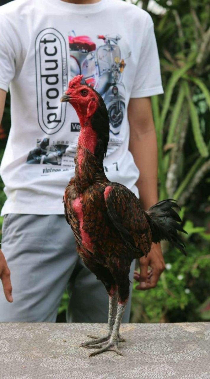 แบ่งไก่คัดผ่าน พม่าตีเชิง