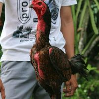 แบ่งไก่คัดผ่าน พม่าตีเชิง