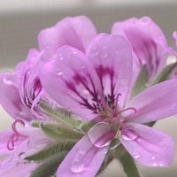 40代〜独身者のための雑談広場