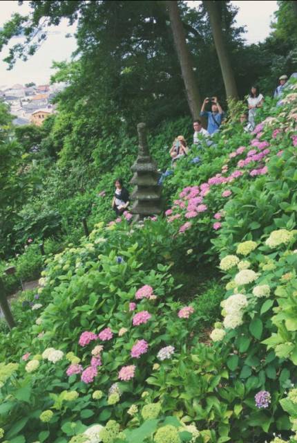 初夏乘江之電賞繡球花 鎌倉江之島紫陽花名所5選 Japankuru日本酷樂 Line Today
