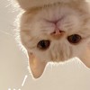 Porchpure 🐈‍⬛