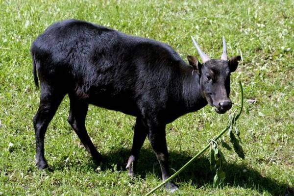 44+ Gambar Hewan Anoa Dan Penjelasannya Gratis