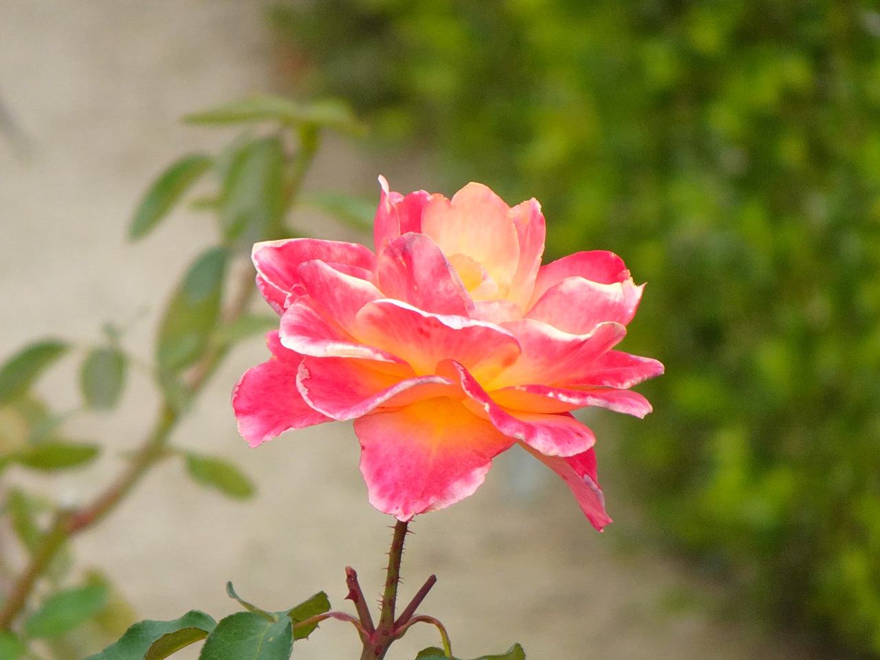 世界最輕巧，28 倍變焦的掌中長砲 Sony DSC-HX99 實拍評測